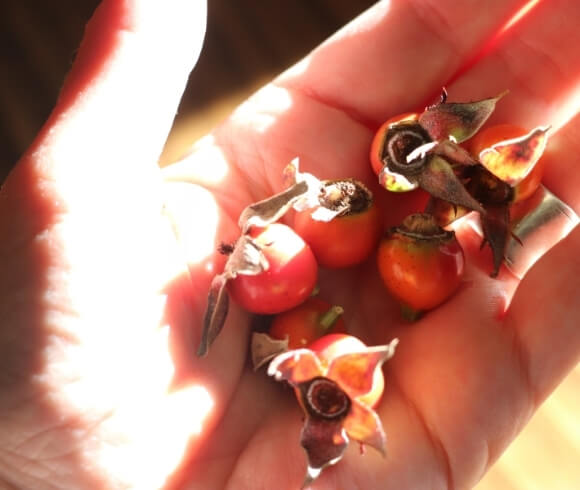 Foraging Rose Hips {Identify, Harvest, & Use} image showing six rose hips with petals still on them being held in hand