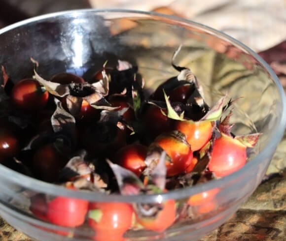 Foraging Rose Hips {Identify, Harvest, & Use} image showing a small clear glass bowl of harvested rose hips ready to be processed and used