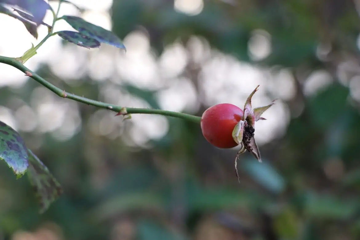 How and When to Wash Fresh Eggs - Rosehips & Honey