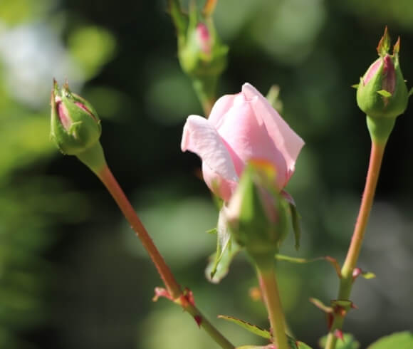 Foraging Rose Hips {Identify, Harvest, & Use} image showing single rosebud highlighted with sunlight surrounded by 4 unopened rose buds