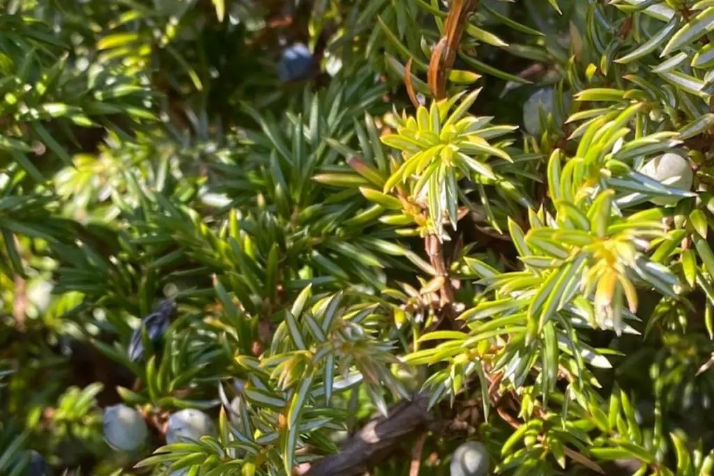 Winter Herbal Remedies To Make Now featured image showing juniper berries growing on the bush