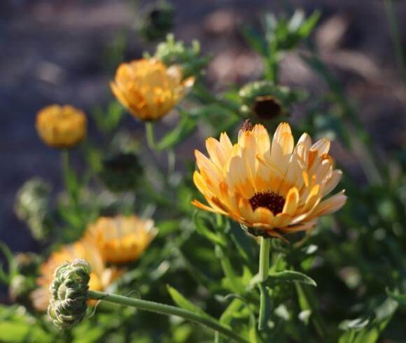 Winter Herbal Remedies To Make Now image showing orange/white calendula flowers growing in the garden