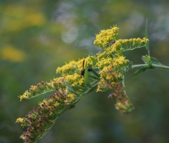 Winter Herbal Remedies To Make Now image showing yellow goldenrod bloom with some browning ready to be foraged