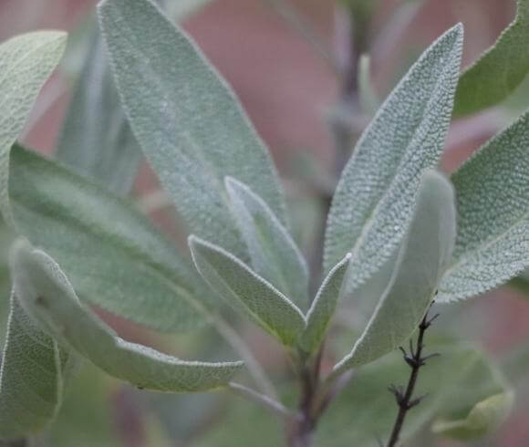 Winter Herbal Remedies To Make Now closeup image showing sage leaves growing in garden