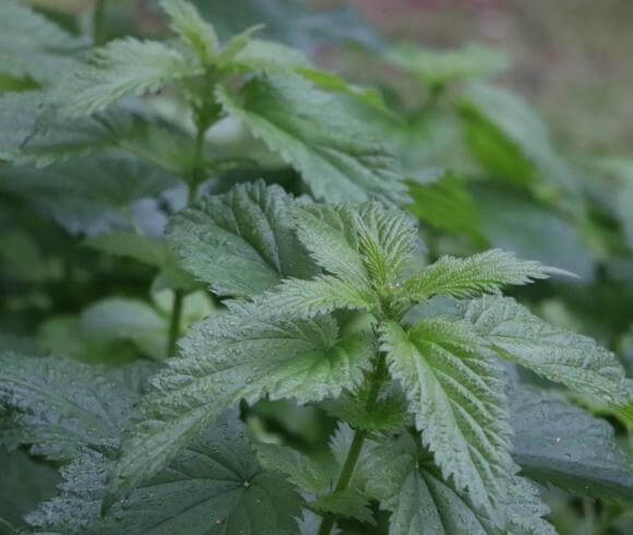 Winter Herbal Remedies To Make Now image showing closeup of green nettle leaves