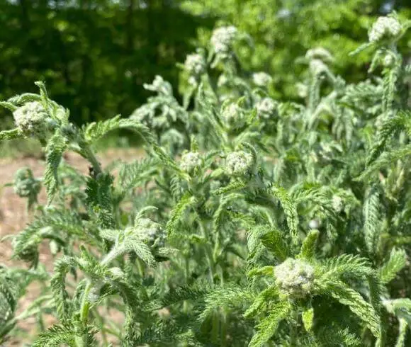 Winter Herbal Remedies To Make Now image showing unopened yarrow flowers growing in the garden