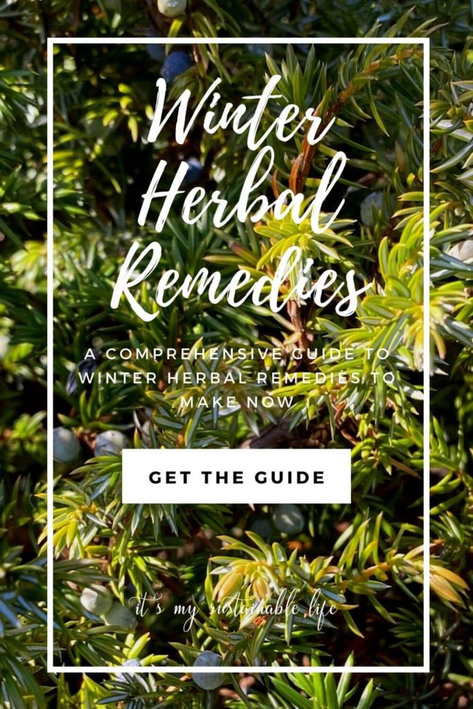 Winter Herbal Remedies To Make Now Pin made for Pinterest showing featured image of juniper berries on bush with white lettering on top of the image
