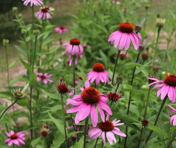 Winter Herbal Remedies To Make Now image showing purple coneflower, aka echinacea, flowers growing in garden