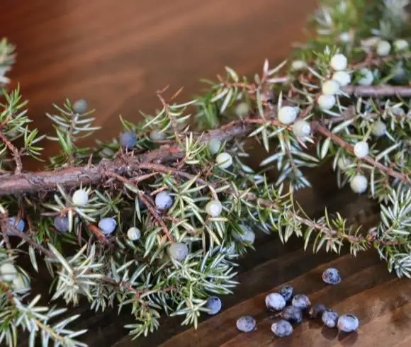 Foraging Juniper Berries {Benefits And Uses} closeup image of juniper branch with both needles and berries in all stages of ripening resting on wooden board