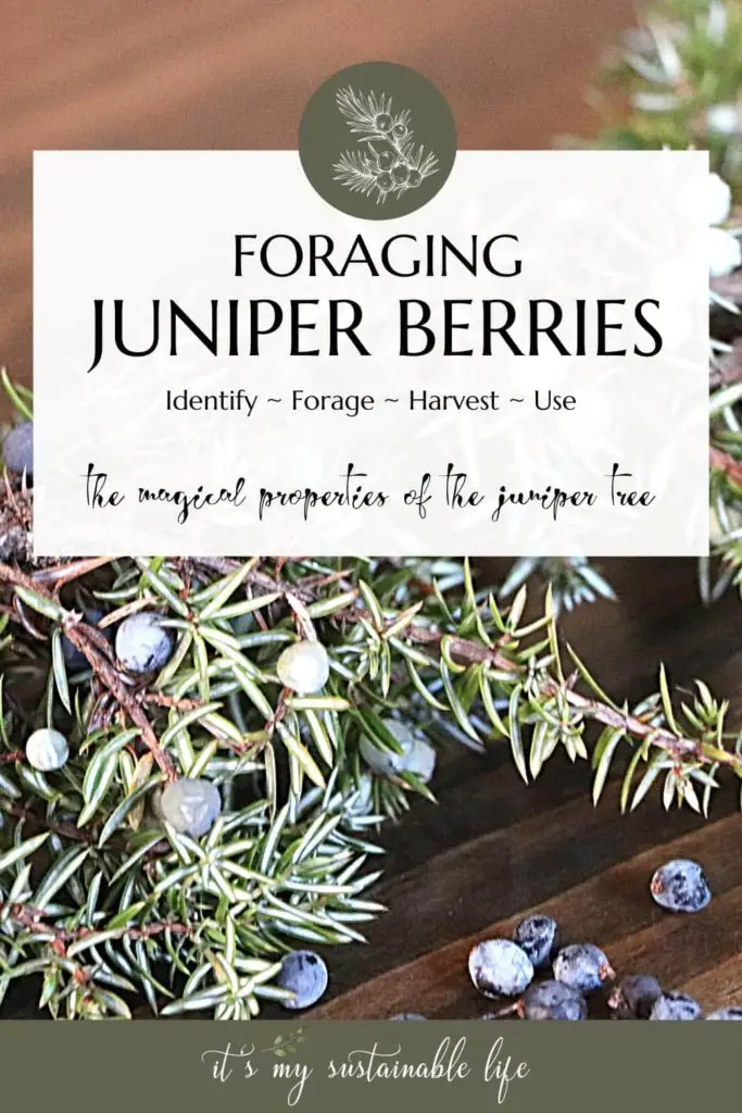juniper meaning juniper meaning