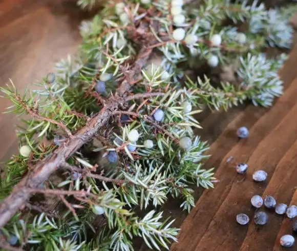 Foraging Juniper Berries {Benefits And Uses} image showing branch of juniper with berries resting on brown wooden board