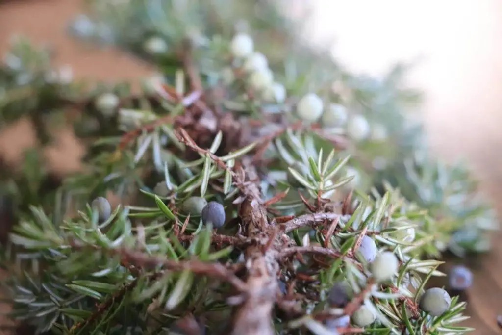Foraging Juniper Berries {Benefits And Uses} featured image showing extremed closeup of juniper branch with both blue juniper berries and unripe grayish berries still on the branch