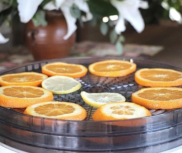 Making Dried Fruit Decorations image showing citrus slices resting on plastic dehydrator shelves