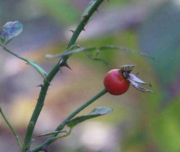 Planning A Medicinal Herb Garden image showing one single red rose hip growing on the end of a rose stem with blurred background