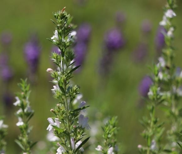 Planning A Medicinal Herb Garden image showing closeup view of white blooming thyme flowers with purple flowers blurred in the background