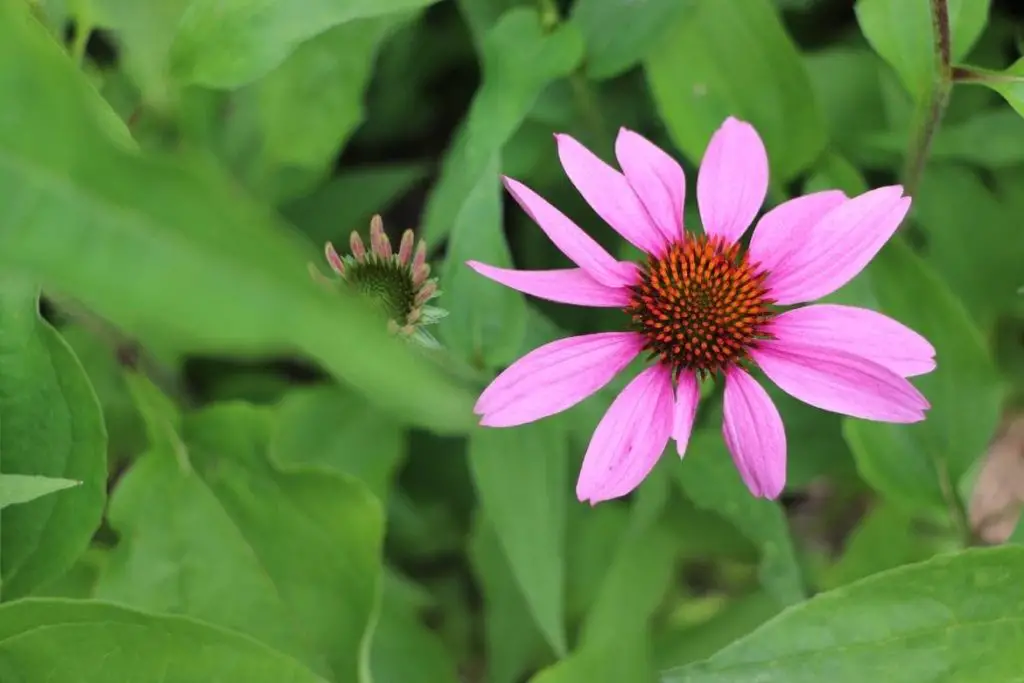 Planning A Medicinal Herb Garden featured image showing bright pink/purple colored coneflower in garden with green leaves surrounding the bloom
