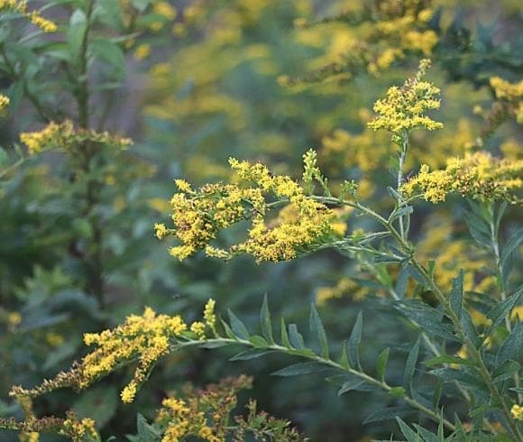Planning A Medicinal Herb Garden sideview of goldenrod growing in the wild with blurred background