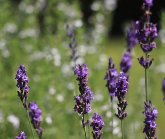 Planning A Medicinal Herb Garden image showing closeup view of deep purple lavender blooms with blurred white flowers in the background