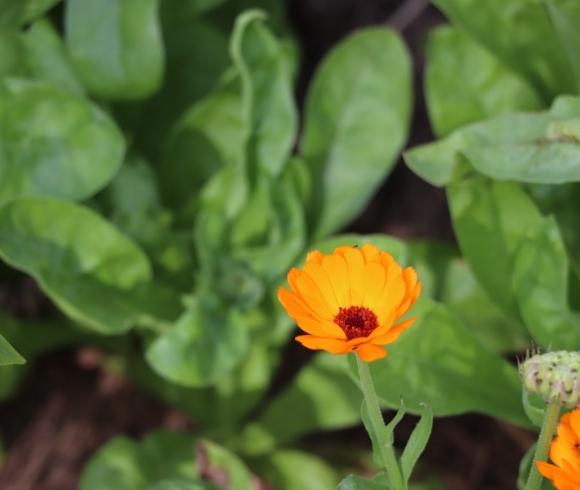 Planning A Medicinal Herb Garden image showing closeup top view of orange calendula flower amongst green leaves