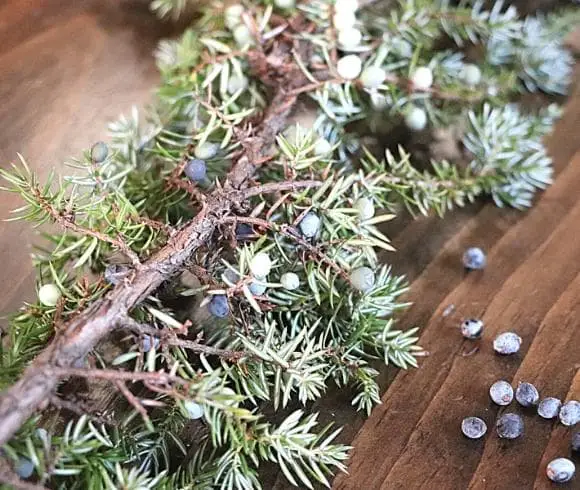 Planning A Medicinal Herb Garden image showing branch of juniper with green needle leaves and juniper berries both on the branch and laying on a wooden board in shades of color ranging from light grey to blue