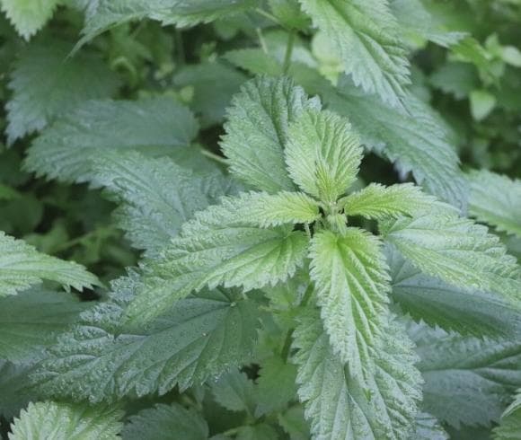 Planning A Medicinal Herb Garden image showing closeup image of stinging nettle greens