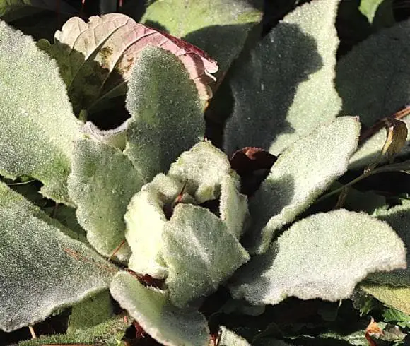 Planning A Medicinal Herb Garden image of mullein leaf, light green in color, furry in texture highlighted and shadowed by sunlight