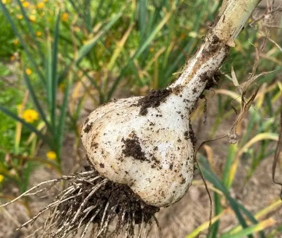 Planning A Medicinal Herb Garden image showing closeup image of freshly harvested garlic bulb with roots and soil still attached