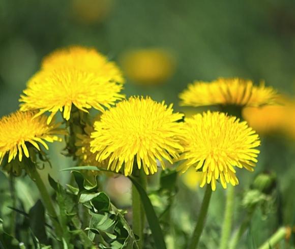 Planning A Medicinal Herb Garden closeup image of yellow dandelion flowers bunched together with blurred background