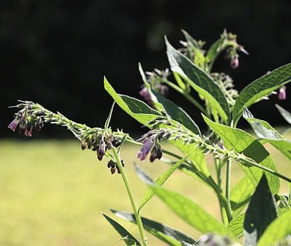 Planning A Medicinal Herb Garden image showing side view of unopened borage herb flowers highlighted by sun