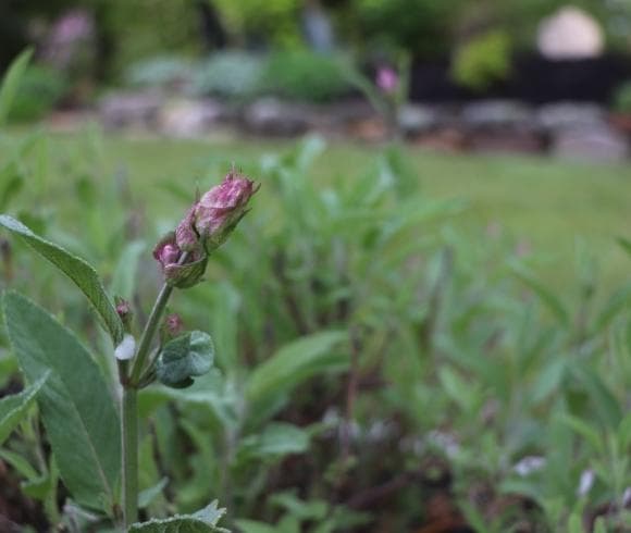 Planning A Medicinal Herb Garden image showing unopened sage flower growing in the garden with blurred background