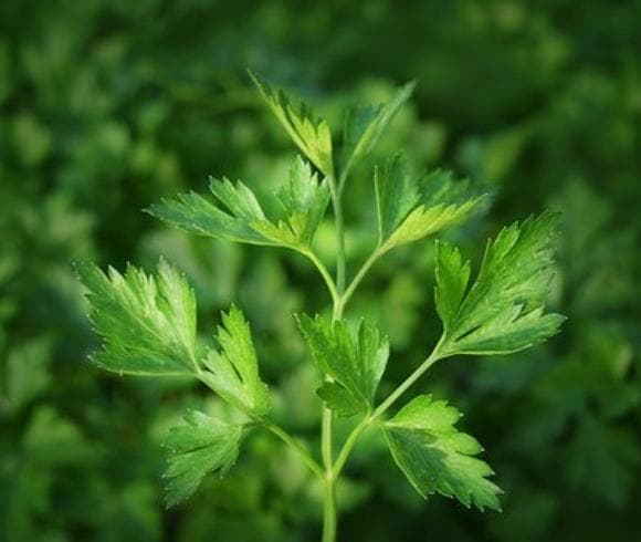 Planning A Medicinal Herb Garden image showing closeup image of broad leafed parsley highlighted with blurred background