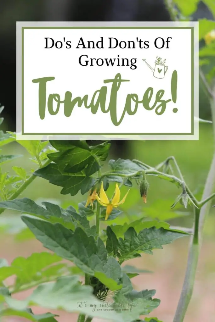 Do's And Don'ts Of Growing Tomatoes pin created for Pinterest showing featured image of single yellow tomato flower along with description of do's and don'ts of growing tomatoes 