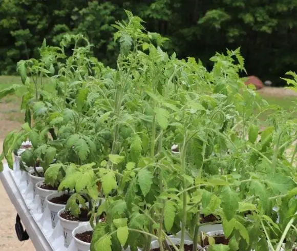Growing Tomatoes Do's And Don'ts image showing table full of white pots with growing tomato plants on top