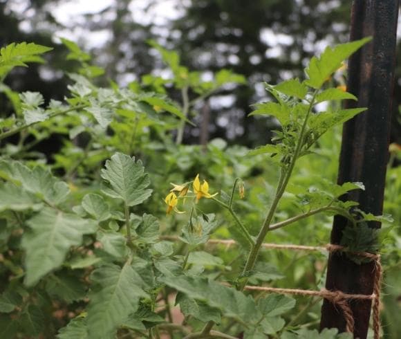 Growing Tomatoes Do's And Don'ts image showing closeup of yellow flowers on tomato plant with is tied with twine to a stake in the garden