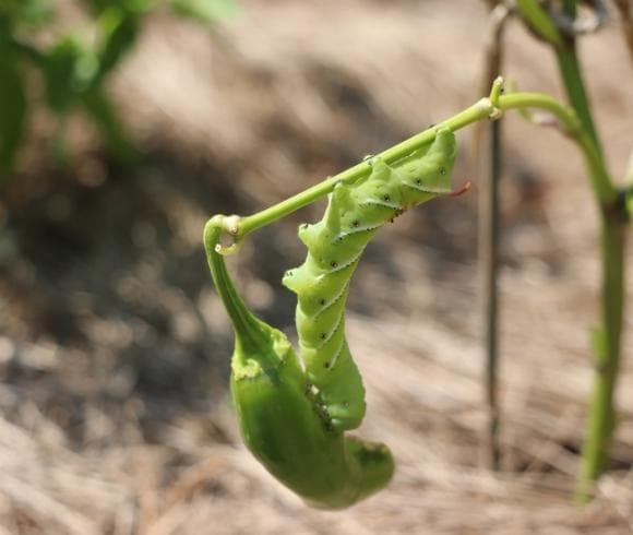 Growing Tomatoes Do's And Don'ts image showing tomato hornworm hanging on a single stem of jalapeño pepper