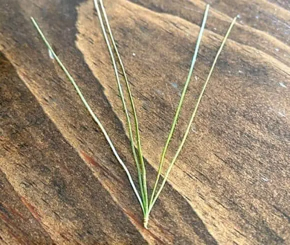 Pine Needle Tea {How To Identify, Forage, And Use} image showing cluster also known as fascicles with 5 needles from the Eastern White Pine tree laying on a wooden board