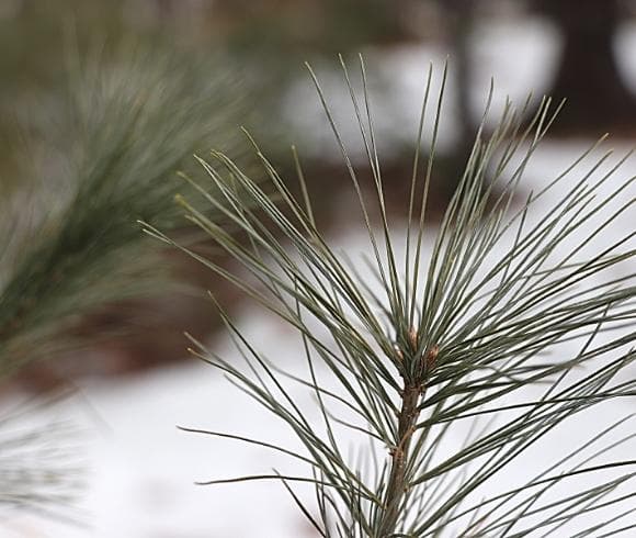 Pine Needle Tea {How To Identify, Forage, And Use} image showing closeup of Eastern White Pine branch with blurred snow in background
