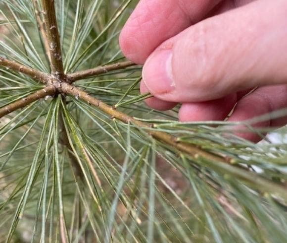 Pine Needle Tea {How To Identify, Forage, And Use} image showing closeup image of fascicle or cluster of pine needles on branch