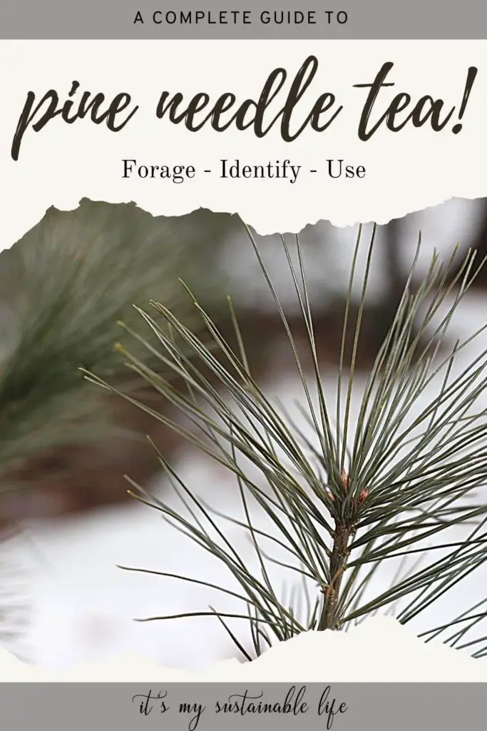 Pine Needle Tea {Identify, Forage, And Use} pin created for Pinterest showing closeup image of White Pine needles with blurred background of snow covered ground