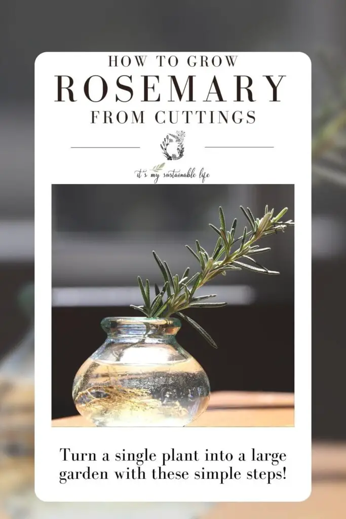 Growing Rosemary From Cuttings pin created for Pinterest showing feature image of single rosemary stem in a clear vase with roots system in water highlighted