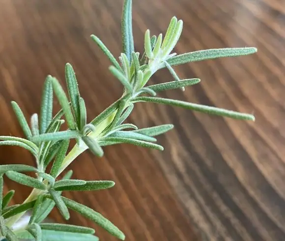 Growing Rosemary From Cuttings image showing closeup view of tip of rosemary with light green stem and leaves, also known as the softwood of the rosemary stem