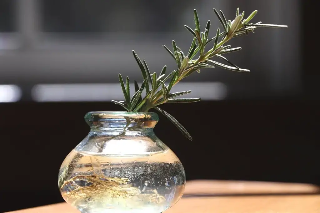 Growing Rosemary From Cuttings feature image showing single rosemary stem in clear small vase with roots highlighted growing in water