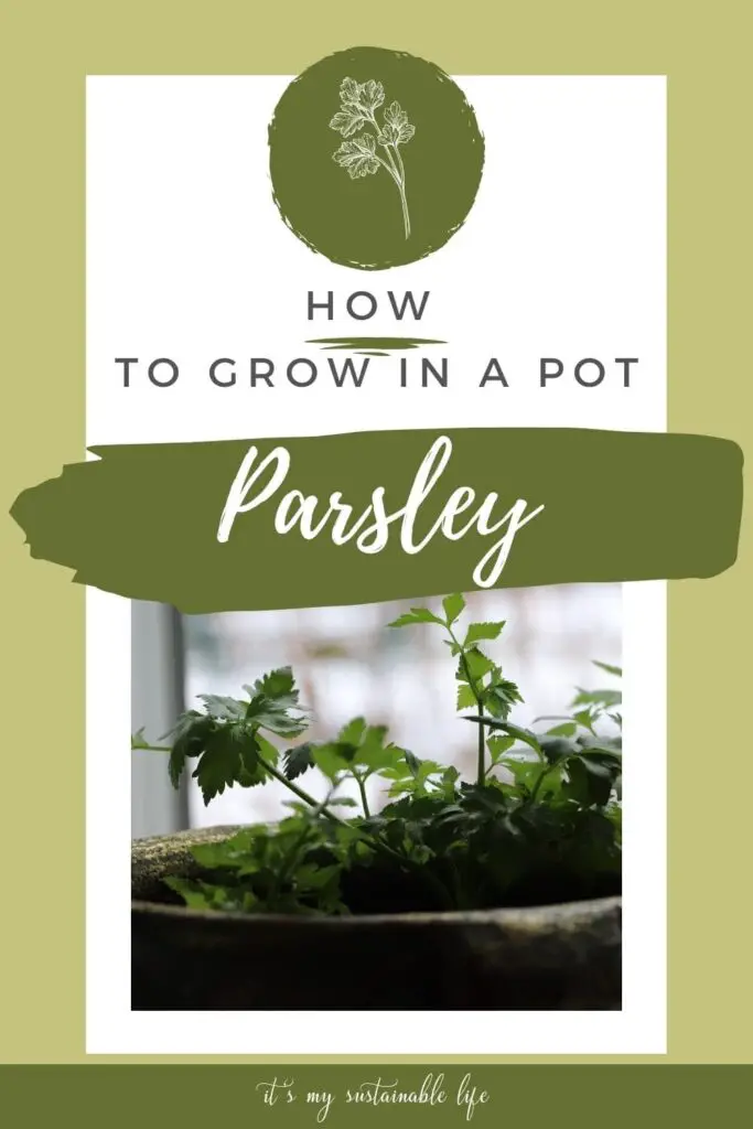 How To Grow Parsley In A Pot pin made for pinterest showing image of young parsley growing in a pot along with article heading
