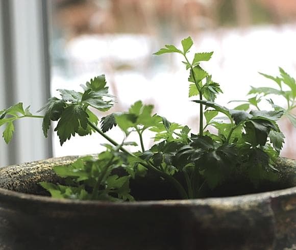 How To Grow Parsley In A Pot image showing young parsley plants growing in a pot