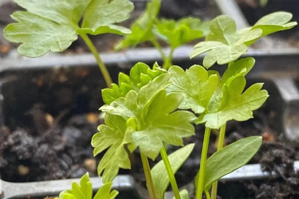 How To Grow Parsley In a Pot featured image showing closeup view of parsley leaves, bright green in color, growing from seed in pots