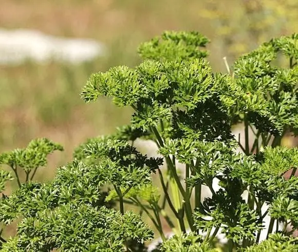 How To Grow Parsley In a Pot image showing curly leafed parsley bunch with blurred background growing outdoors in garden