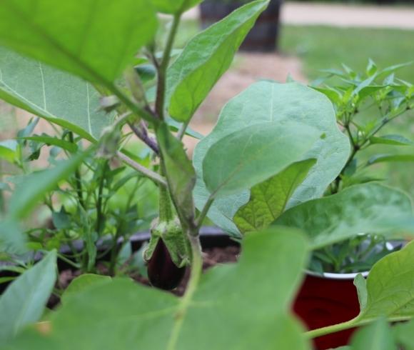 Benefits Of Crop Rotation image showing closeup view of eggplant and pepper plants planted in a container garden