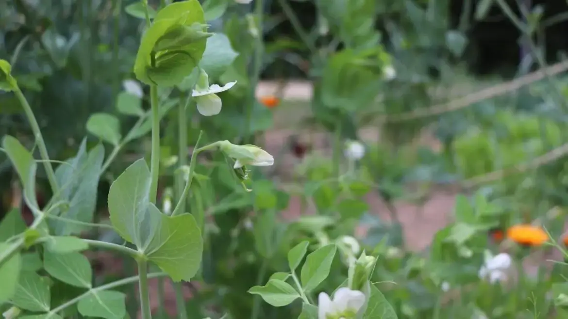 Benefits Of Crop Rotation featured image showing closeup view of sugarsnap pea white flowers blooming in the garden with blurred background of other plants