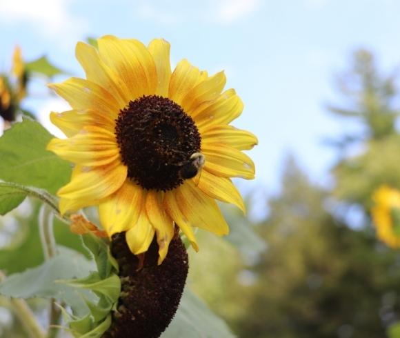Benefits Of Crop Rotation image of single yellow sunflower face with blue sky in the background and a single bumblebee in the center of the flower