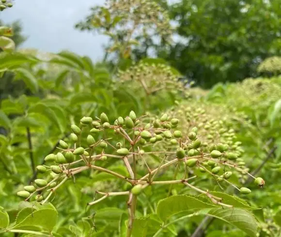 Elderflower Benefits closeup image of green elderberry beginning to form on the elderflower caps still on the elder plant in the garden